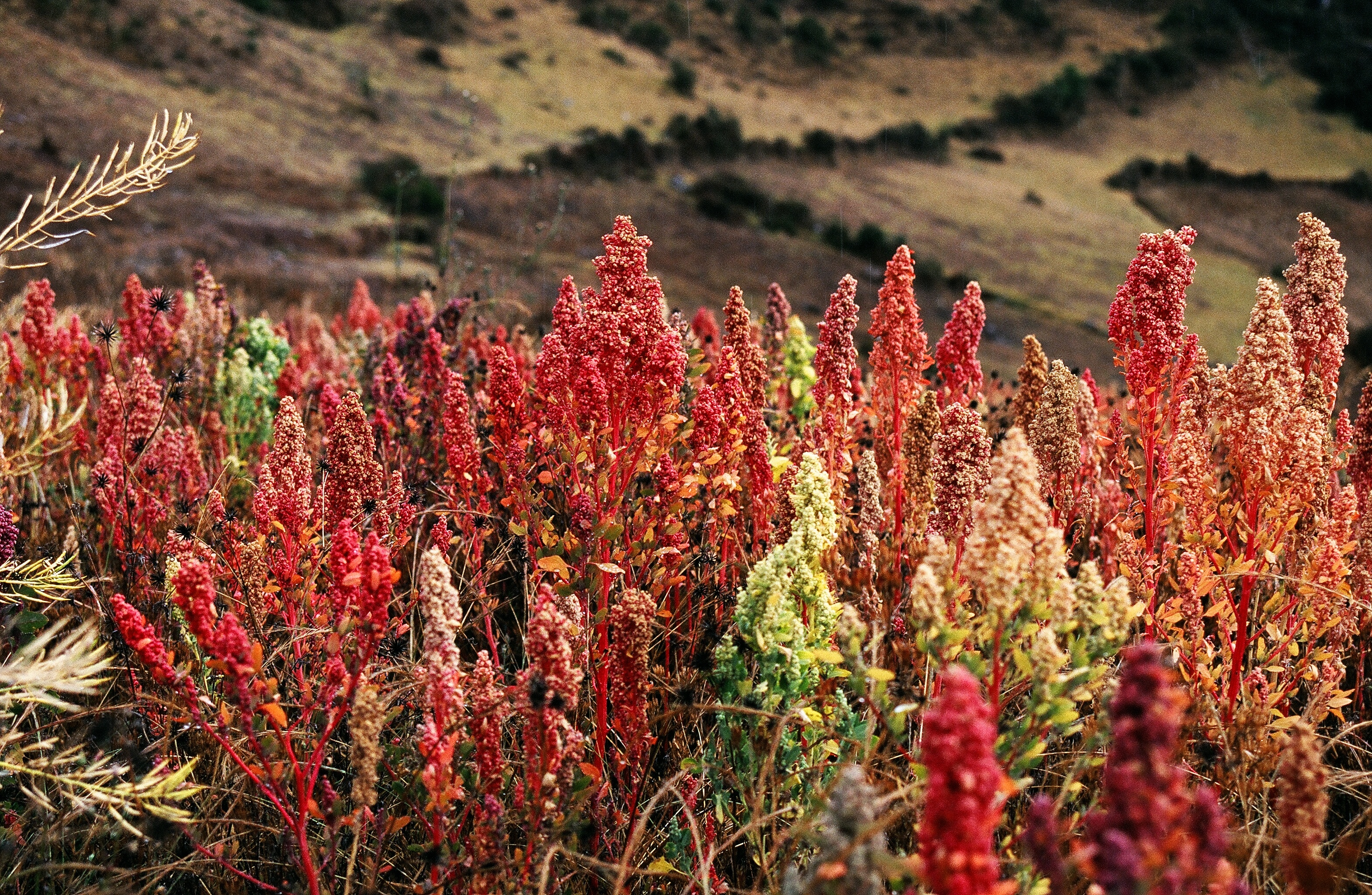 Quinoa